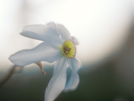 Spring daffodil in Narcissi Valley.の写真素材