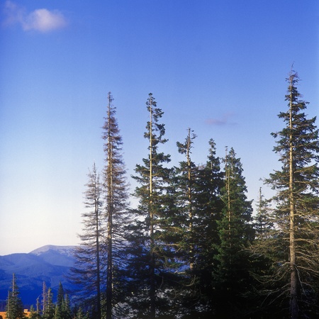Fir trees in mountains. Carpathian mountain range, Ukraine.の写真素材
