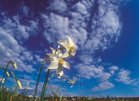 Spring daffodil in Narcissi Valley. Narcissi Valley is located in Ukraine. It is a part of Carpathian Biosphere Reserve. In May the valley is full of beautiful white narrow-leaf narcissi (Narcissus angustifolius). This is the rare mountain flower, which hの写真素材