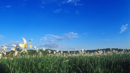 Spring daffodils in Narcissi Valley.