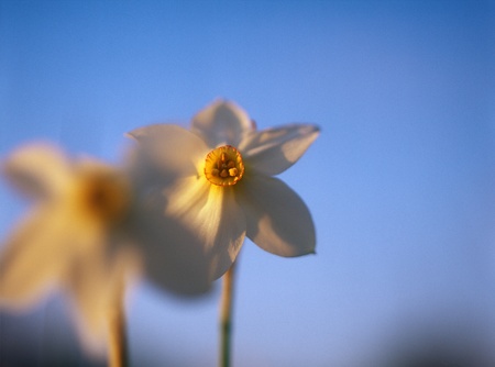 Spring daffodils in the warm light of sunset in Narcissi Valley. の写真素材