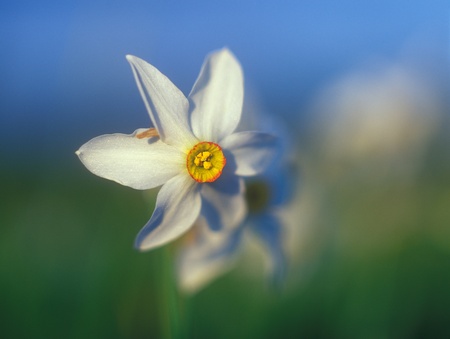 Spring daffodils in the warm light of sunset.
の写真素材