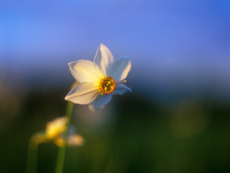 Spring daffodil の写真素材
