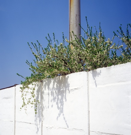 Blue sky, white wall and blossoming bush.の写真素材