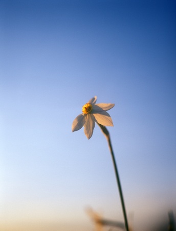 Spring daffodils の写真素材