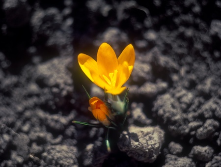 Yellow crocus flower close up.の写真素材