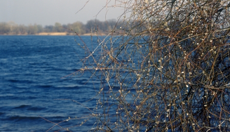 Spring branches of willow against a riverbank.の写真素材