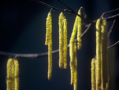 Blossom hazel tree branch against black background. Selective focus.の写真素材