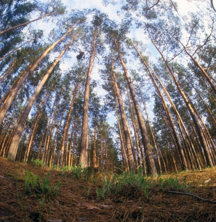 Pine forest, taken with fisheye lens. Selective focus.の写真素材