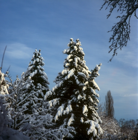 Beautiful winter landscape.の写真素材