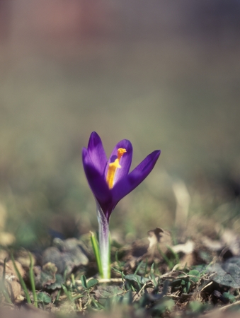 Purple saffron blooming on the lawn. Shallow depth of field.の写真素材