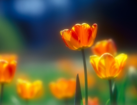 Beautiful spring tulips taken with soft focus lens.の写真素材