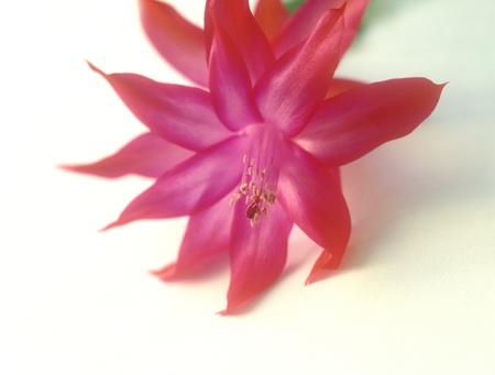 Close-up of a Christmas Cactus in full bloom の写真素材