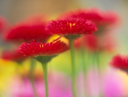 Bright colorful flowers on the flower bed の写真素材