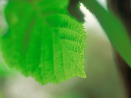 Green leaf in springtime  Useful as background の写真素材