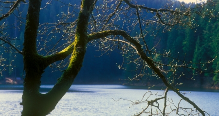 Tree on the shore of Synevir lake  Carpathian Mountain Range, Ukraine の写真素材