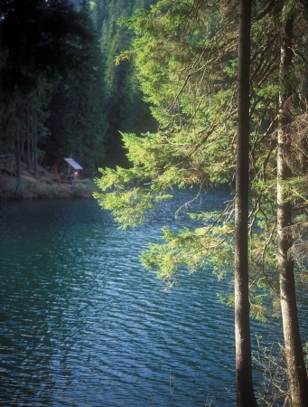 Fir-tree on the shore of Synevir lake  Carpathian Mountain Range, Ukraine の写真素材
