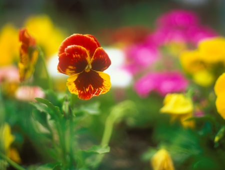 Bright colorful flowers on the flower bed の写真素材
