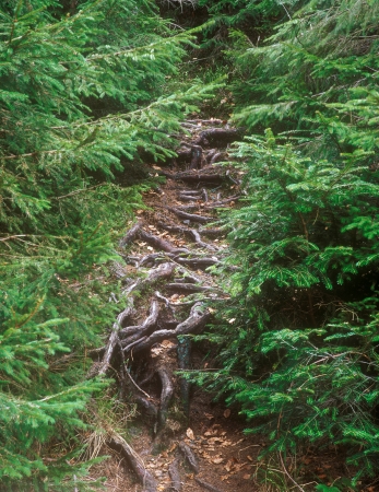 Roots of the fir-trees の写真素材