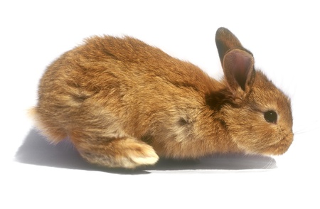 Brown baby bunny isolated on white background の写真素材