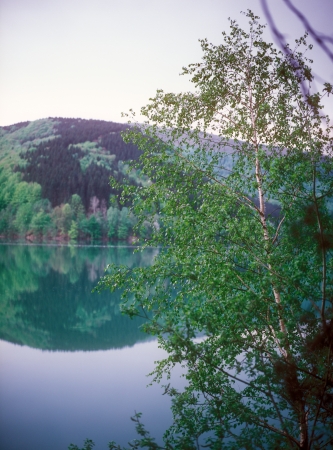 Birch on the mountain lake Carpathian Mountain Range, Ukraine の写真素材