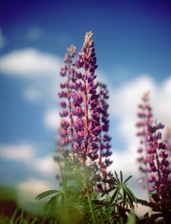 Purple bluebonnet wildflowers against a blue sky の写真素材
