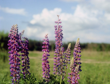 Purple bluebonnet wildflowers against a blue sky 