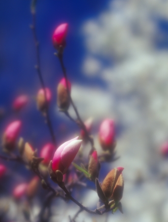 Magnolia buds, taken with shallow depth of field and soft focus lens  Useful as background の写真素材