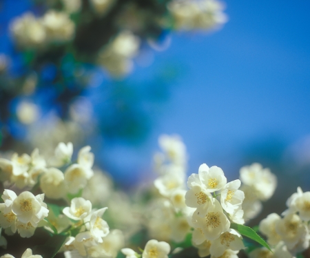 Jasmine blossoms close-up against the blue sky の写真素材