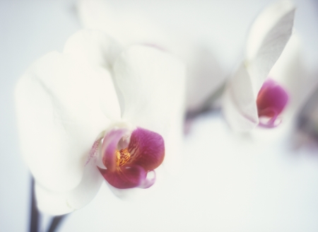 Close up of a white orchid, selective focus の写真素材