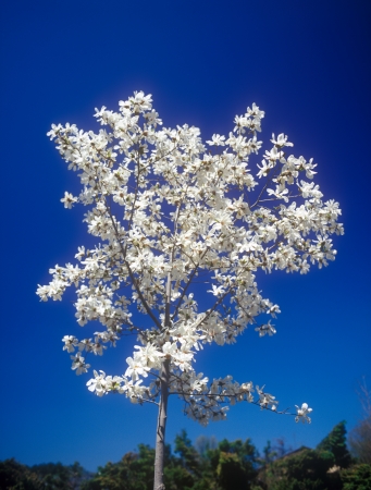 Magnolia (magnolia soulangeana) tree in bloom against a clear blue sky.の写真素材