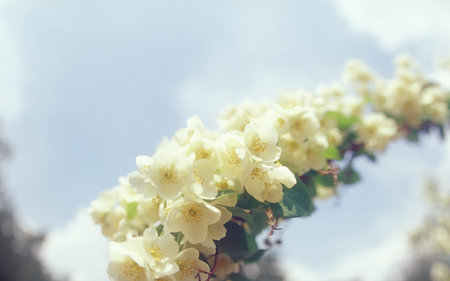 Jasmine blossoms close-up against the blue sky.の写真素材