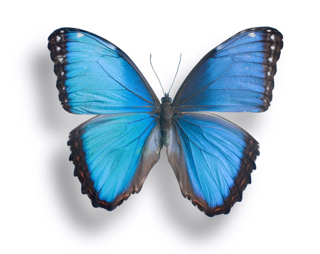 Butterfly  Morpho peleides  isolated on white の写真素材