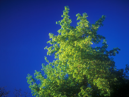 Green tree against a clear blue sky の写真素材