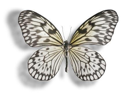 Butterfly  Idea leuconoe, Paper Kite, Rice Paper, or Large Tree Nymph  isolated on white background  Clipping path included の写真素材