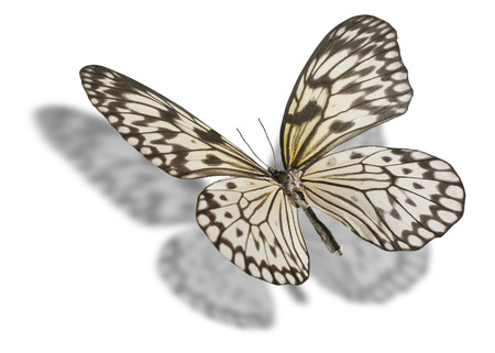 Butterfly  Idea leuconoe, Paper Kite, Rice Paper, or Large Tree Nymph  isolated on white background  Clipping path included の写真素材