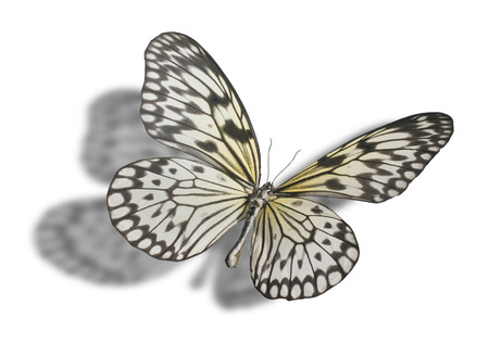 Butterfly  Idea leuconoe, Paper Kite, Rice Paper, or Large Tree Nymph  isolated on white background  Clipping path included の写真素材