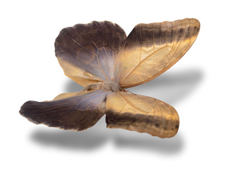Butterfly (Caligo memnon) isolated on white background.