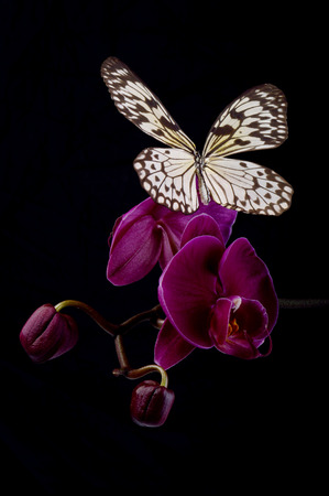 Butterfly on pink orchids taken on black background.の写真素材