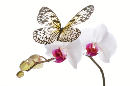 Butterfly on white orchids isolated on white background.の写真素材