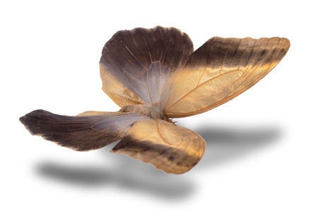 Butterfly (Caligo memnon) isolated on white background.の写真素材