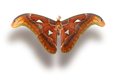 Butterfly (Attacus atlas) isolated on white background. Were often considered the largest butterfly in the world. Has a transparent windows in the wings. Clipping path included.の写真素材
