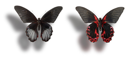 Butterfly (Papilio rumanzovia, male) - dorsal view (left) and ventral view (right) isolated on white background. Clipping path included.の写真素材