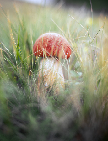 Orange birch bolete (Leccinum versipelle) on forest floor.の写真素材