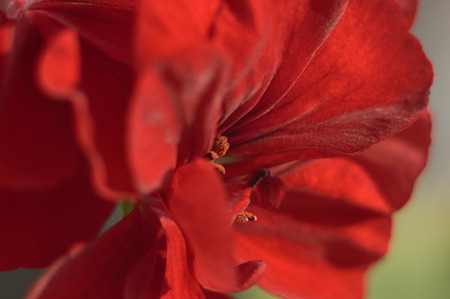 Red flower.の写真素材