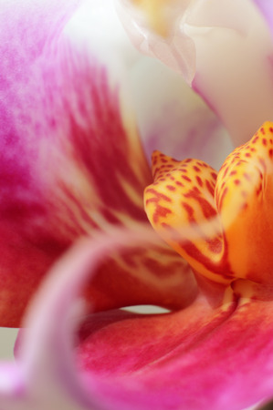 Beautiful view of the orchid close up.の写真素材