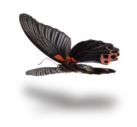 Butterfly (Papilio rumanzovia, male) in flight. Isolated on white background.の写真素材