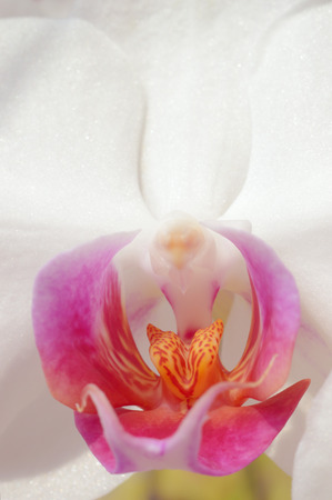 Close up of a beautiful white orchid.の写真素材