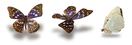 Butterfly (Sasakia charonda) isolated on white background. Clipping path included.の写真素材