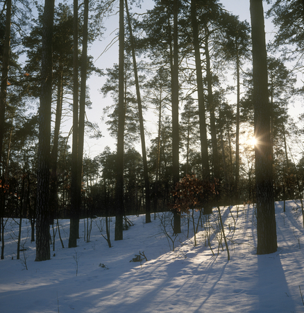 Fairytale of the winter forest.の写真素材